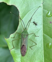 Homoeocerus graminis