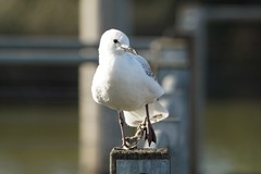 Chroicocephalus novaehollandiae