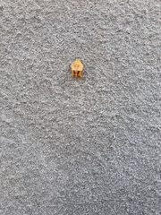 Coccinella transversalis