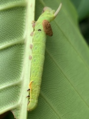 Enpinanga borneensis