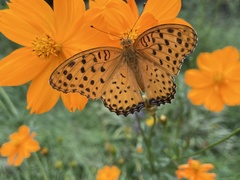 Argynnis hyperbius