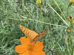 Argynnis hyperbius
