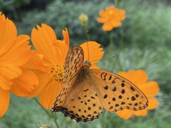 Argynnis hyperbius