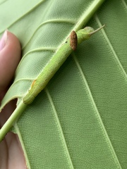 Enpinanga borneensis