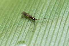 Megaspilidae