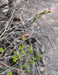 Thelymitra carnea