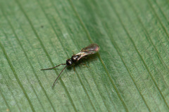 Ceraphronoidea