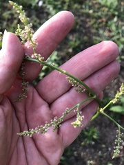 Rumex thyrsiflorus