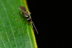 Ceraphronoidea