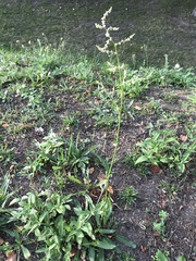 Rumex thyrsiflorus