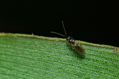 Ceraphronoidea