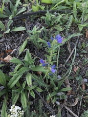 Echium vulgare