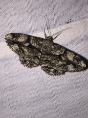 Peribatodes umbraria