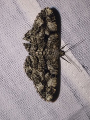 Peribatodes umbraria