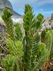 Orphium frutescens