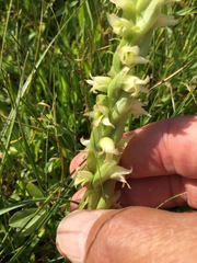 Spiranthes × stellata