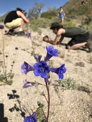 Phacelia campanularia vasiformis