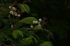 Acaciella