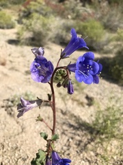Phacelia campanularia vasiformis