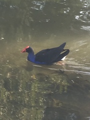 Porphyrio melanotus