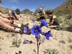 Phacelia campanularia vasiformis
