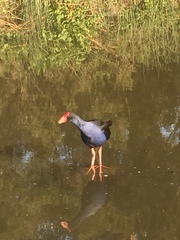Porphyrio melanotus