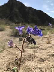 Phacelia campanularia vasiformis