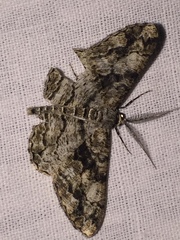 Peribatodes umbraria