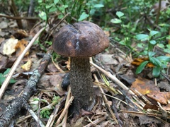 Leccinum scabrum melaneum