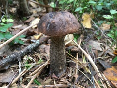 Leccinum scabrum melaneum