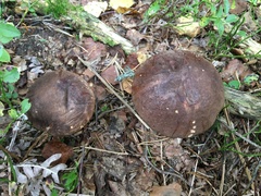 Leccinum scabrum melaneum