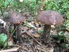 Leccinum scabrum melaneum
