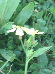 Raphanus raphanistrum