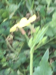 Raphanus raphanistrum