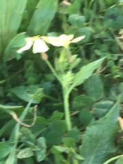 Raphanus raphanistrum