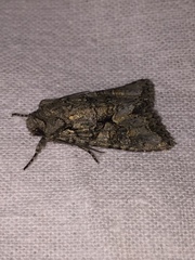 Dryobotodes monochroma