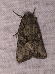 Dryobotodes monochroma