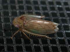 Polana quadrinotata