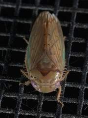 Polana quadrinotata
