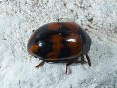 Diaperis nigronotata