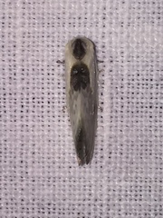 Cilix hispanica