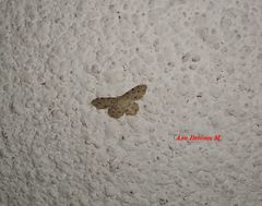 Scopula plantagenaria