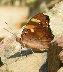 Euthalia nais