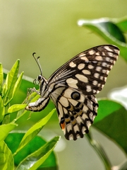 Papilio demoleus