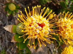 Leucospermum × hybridum