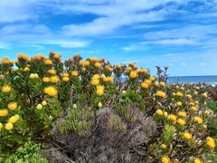 Leucospermum × hybridum