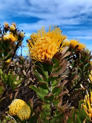 Leucospermum × hybridum