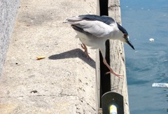 Nycticorax nycticorax