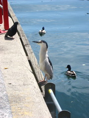 Nycticorax nycticorax