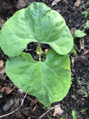 Aristolochia macrophylla
